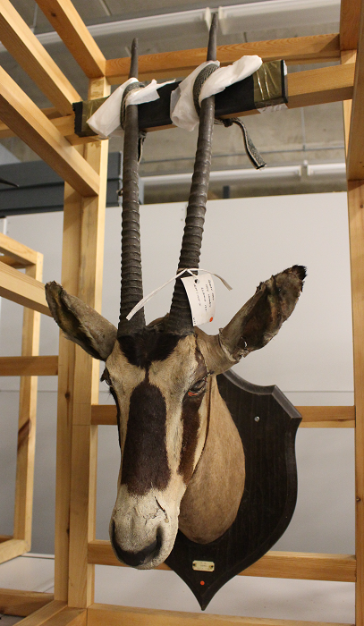 Colour photograph showing an oryx head supported by a wooden structure