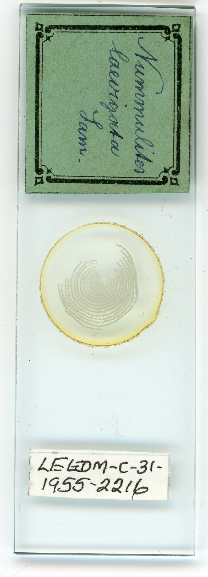 Colour photograph of a museum slide showing a foraminifera. It looks similar the cross-section of a tree trunk.