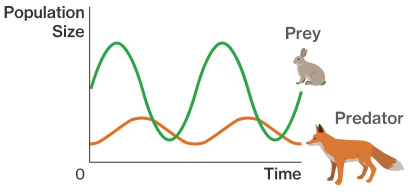 Line graph showing two  coloured lines, one for rabbits and one for foxes. As the rabbit population goes up, so does the foxes (with a short delay) .