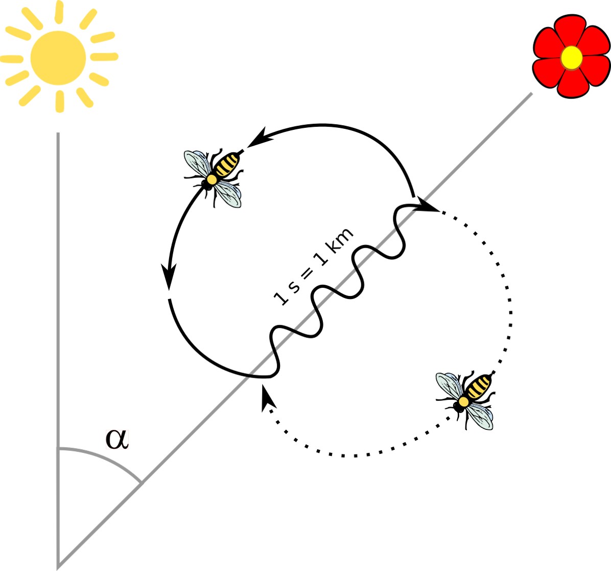 Bees Waggle Dance Diagram
