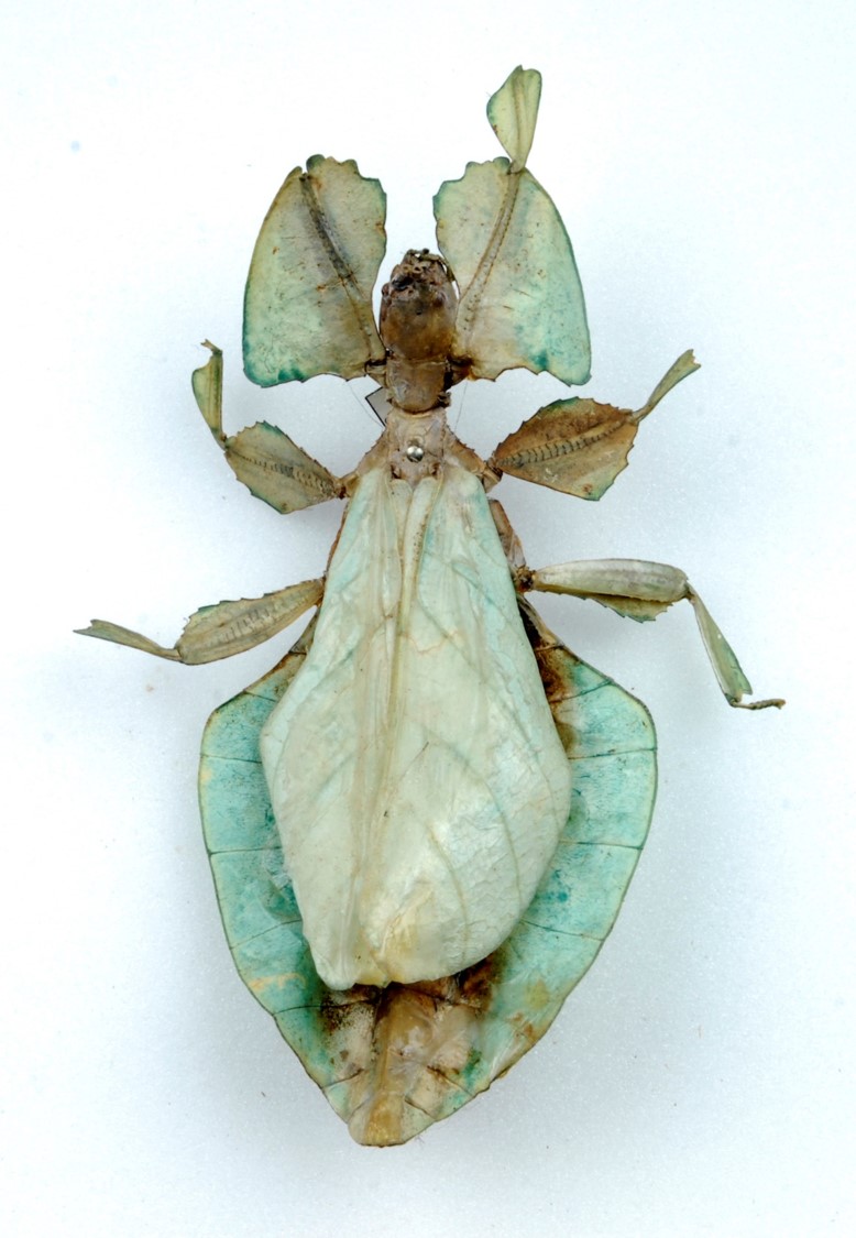 Leaf Insect
