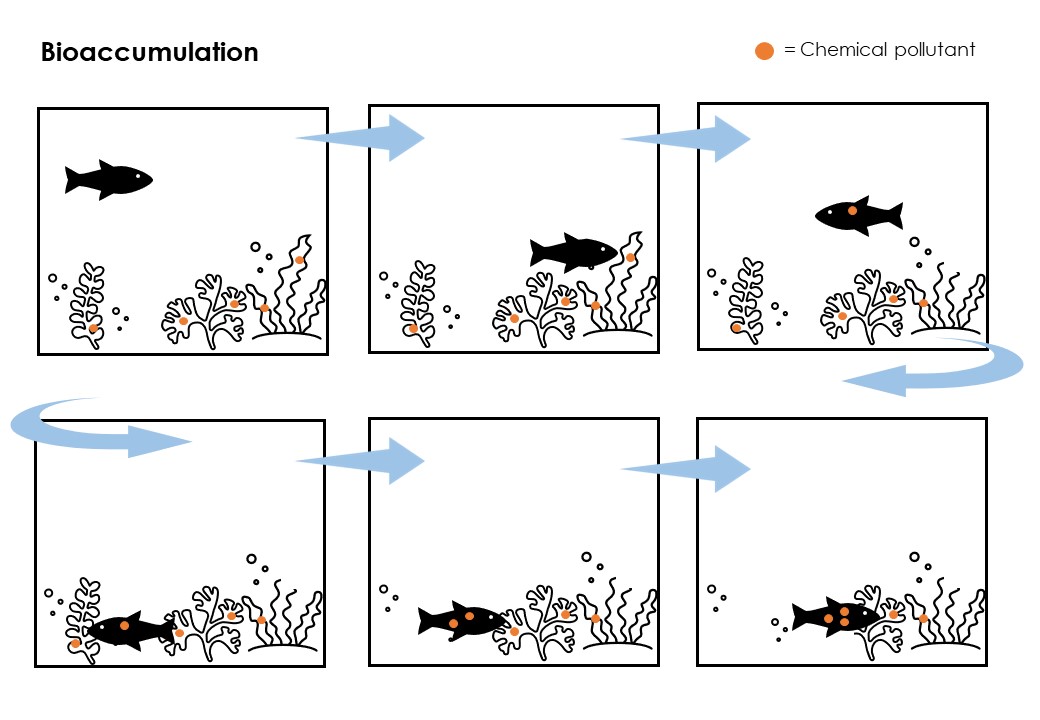 Comic strip showing how bioaccumulation works, with one fish accumulating more and more pollutants as it eats