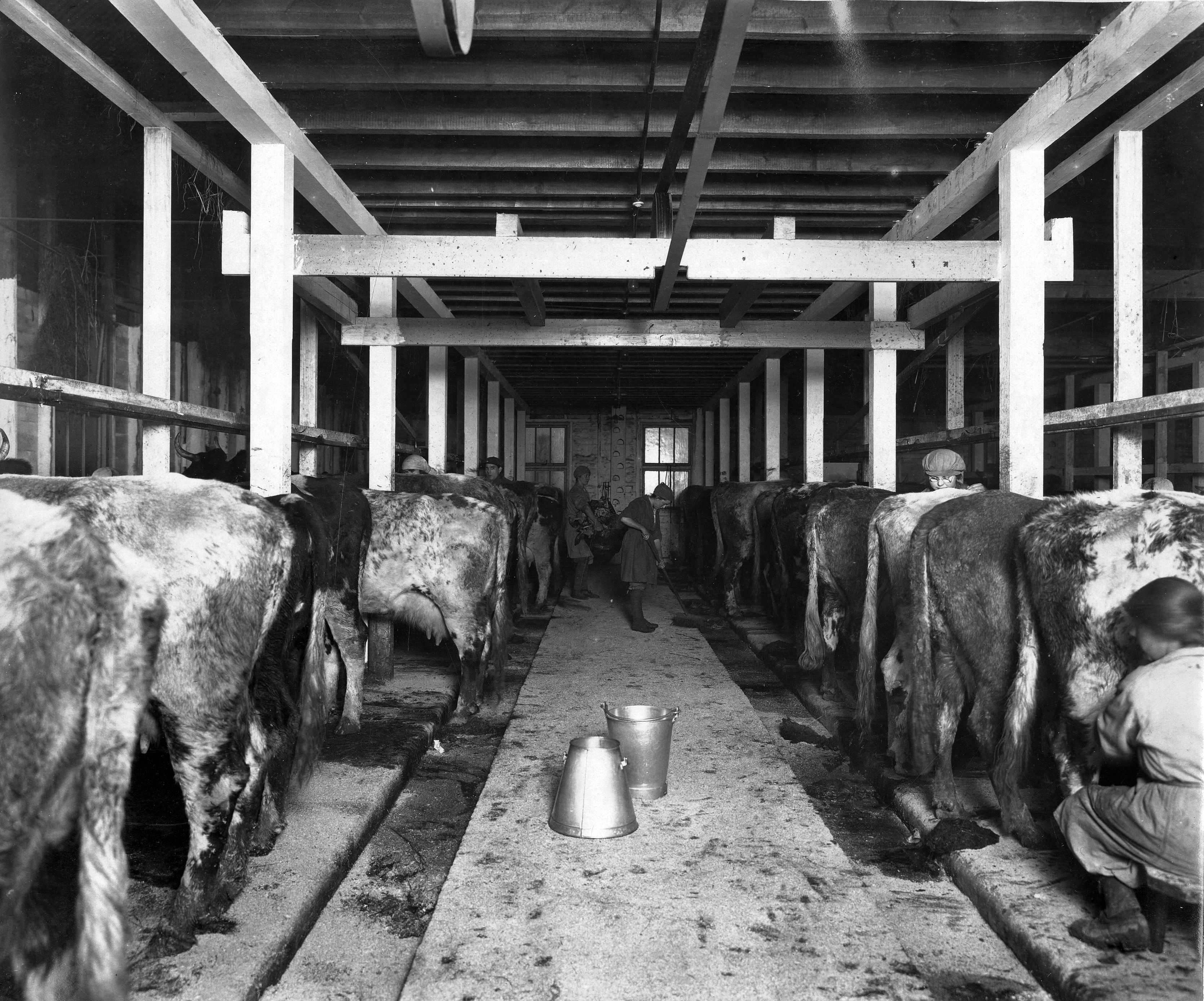 Black and white photograph of two rows of cows being milked in a shed at Barnbow Farm, Leeds