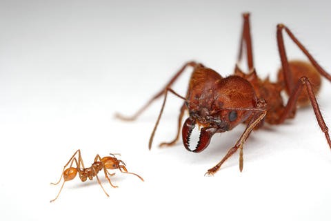 Leaf-Cutter Soldier and Worker Ants
