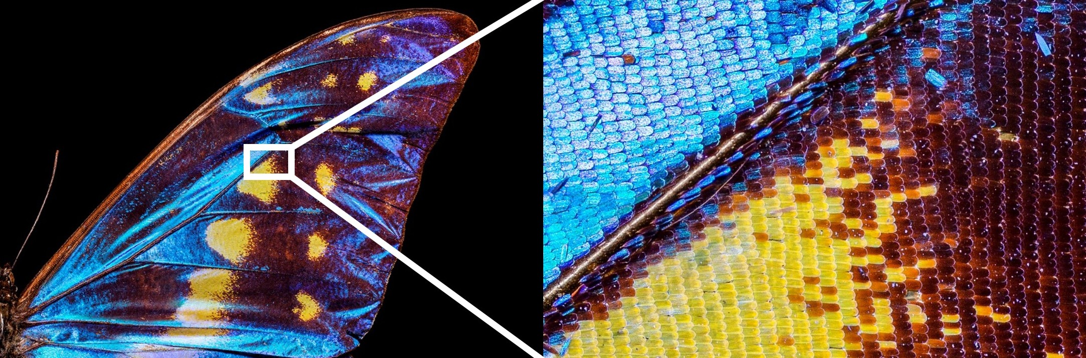 Close up photo of Blue Morpho butterfly wing