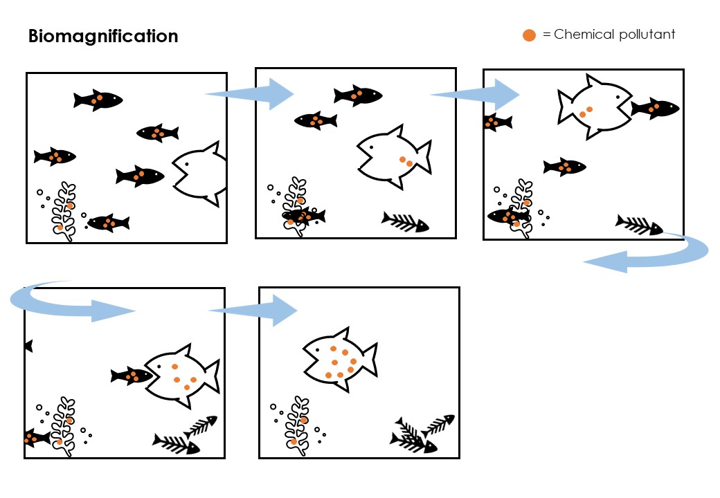 Comic strip showing how a top predator absorbs more and more pollutants as it eats polluted prey.