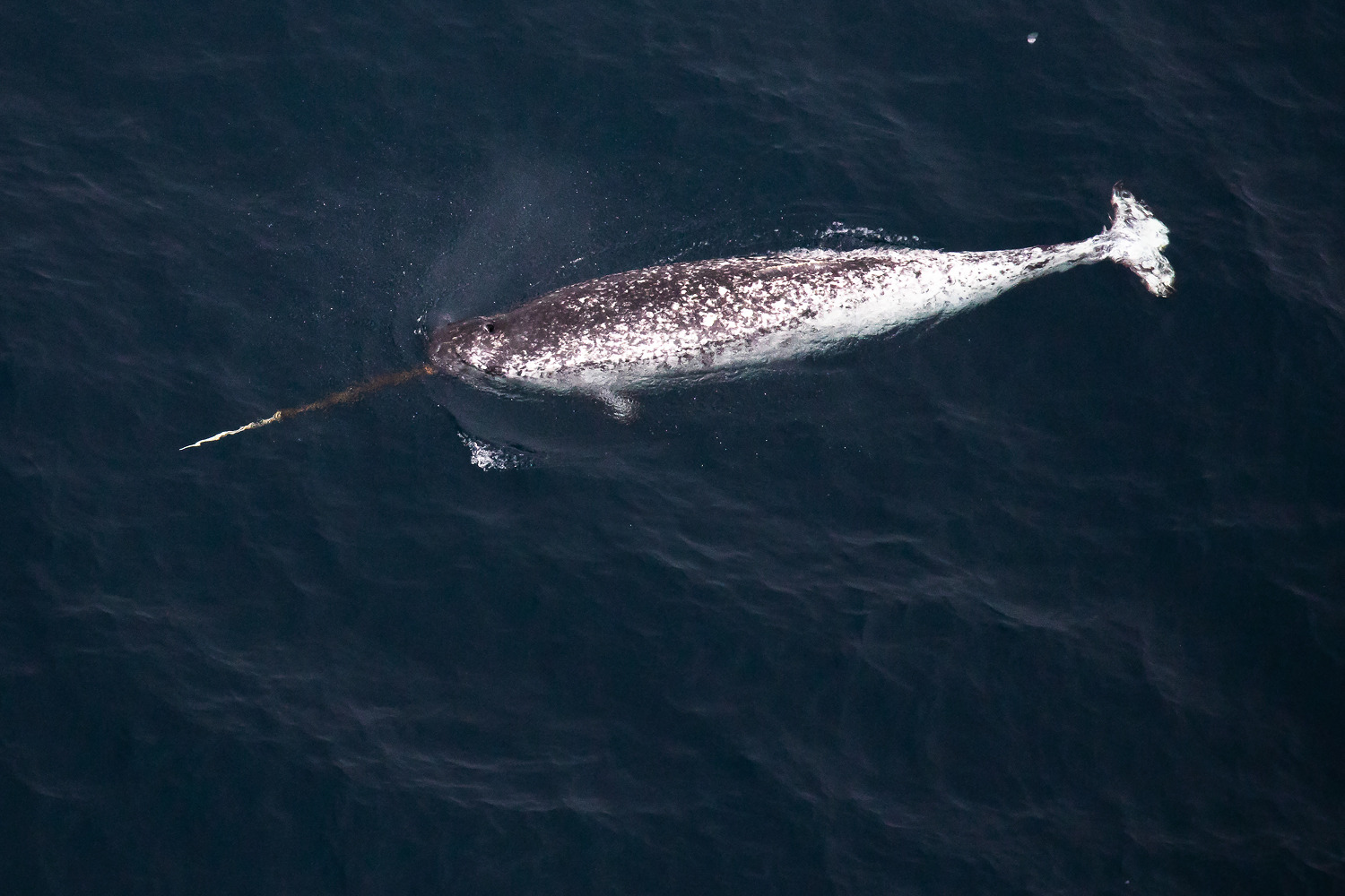 Colour photograph showing an adult narwhal in the sea. It  has one long tusk from the front of it's head, a body shaped like a torpedo. It is light grey with dark grey mottling on top.
