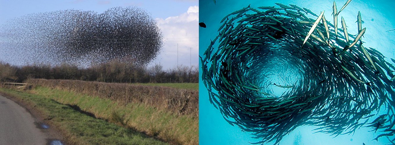 Starling Murmuration and Barracuda Shoal