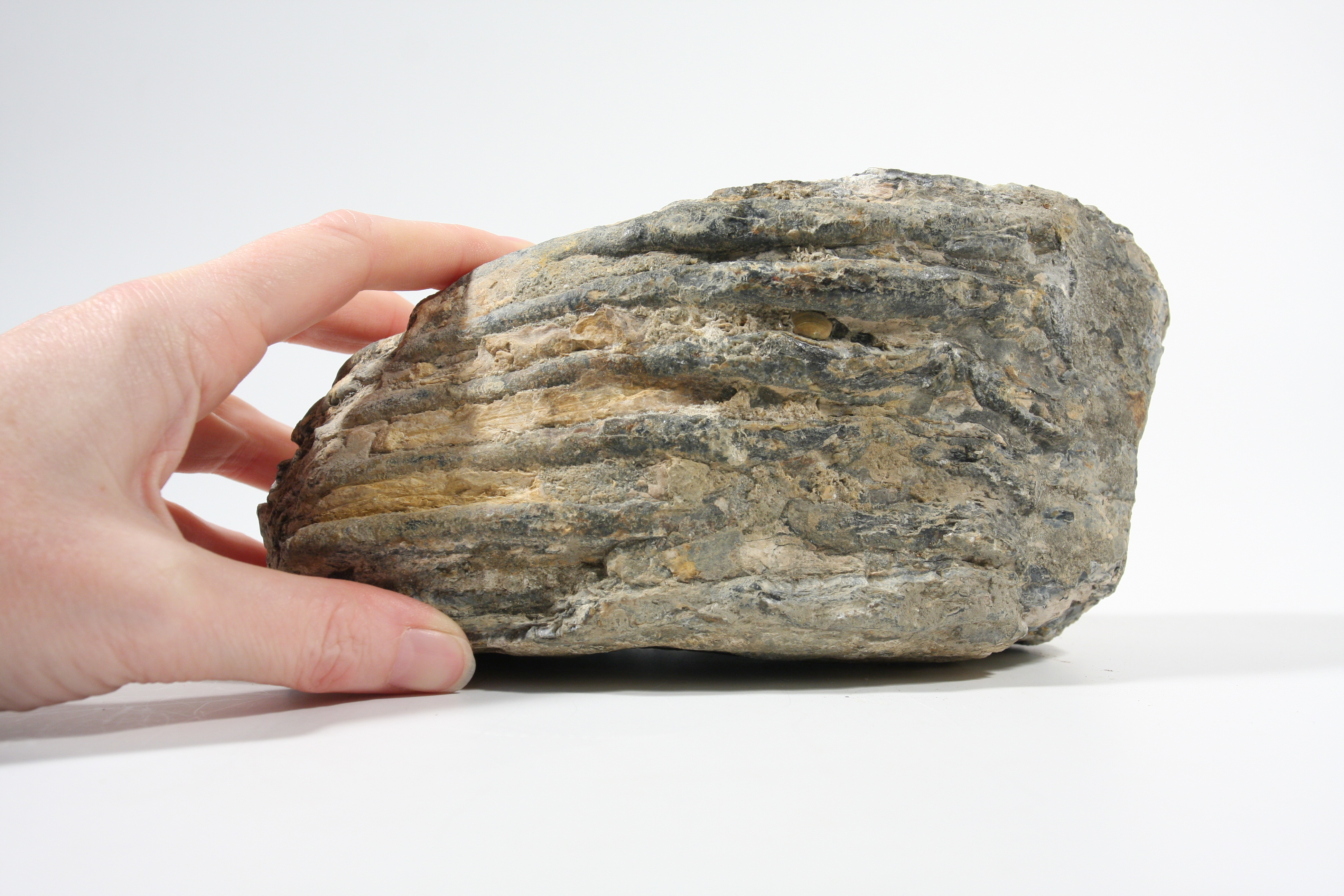 Fossilised fragment of upper cheek tooth from young adult mammoth