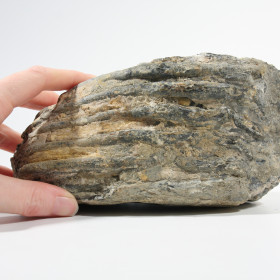 Mammoth Tooth