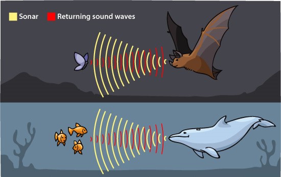 Illustration showing a bat sending out echolocation waves and them bouncing off a moth and back to the bat