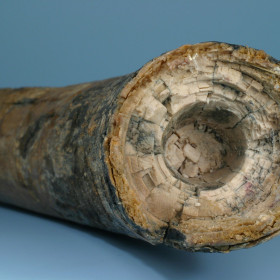 Mammoth Tusk