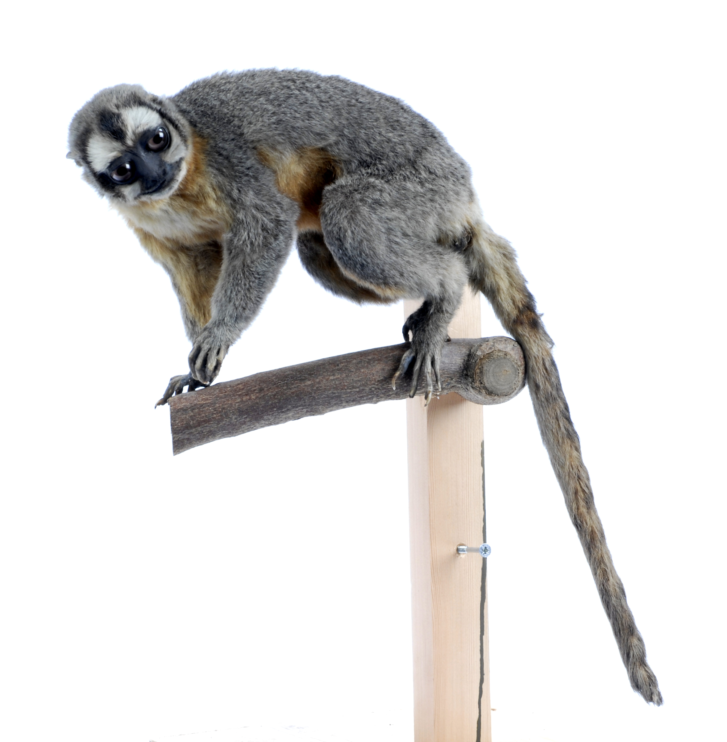Taxidermy Three-Striped Night Monkey