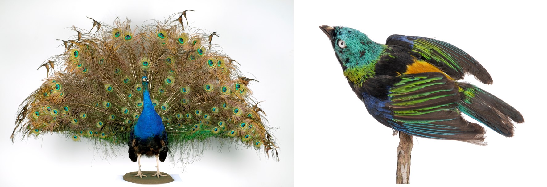 Peacock and Seven-Coloured Tanager