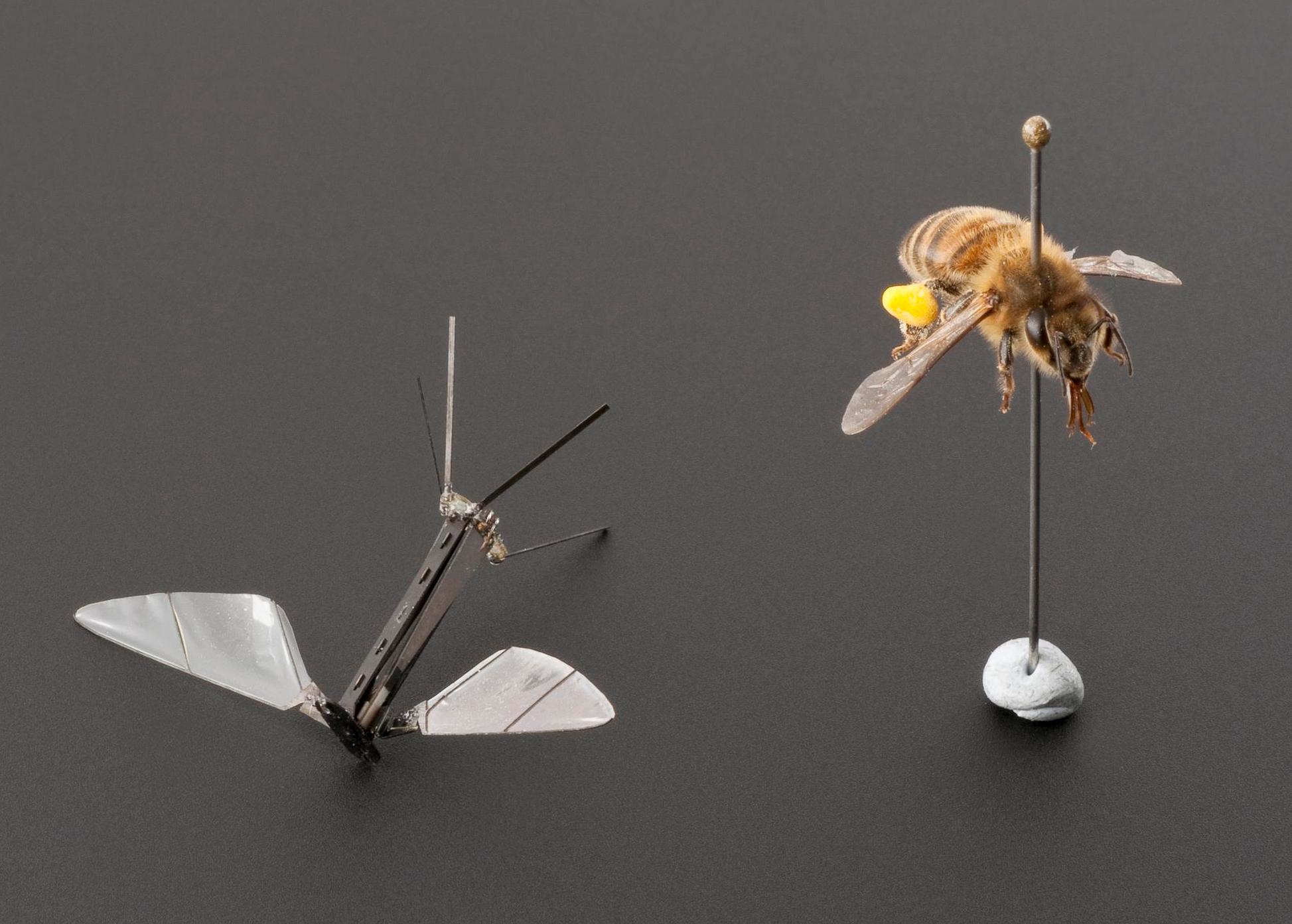 Robo-bee next to a pinned honey bee