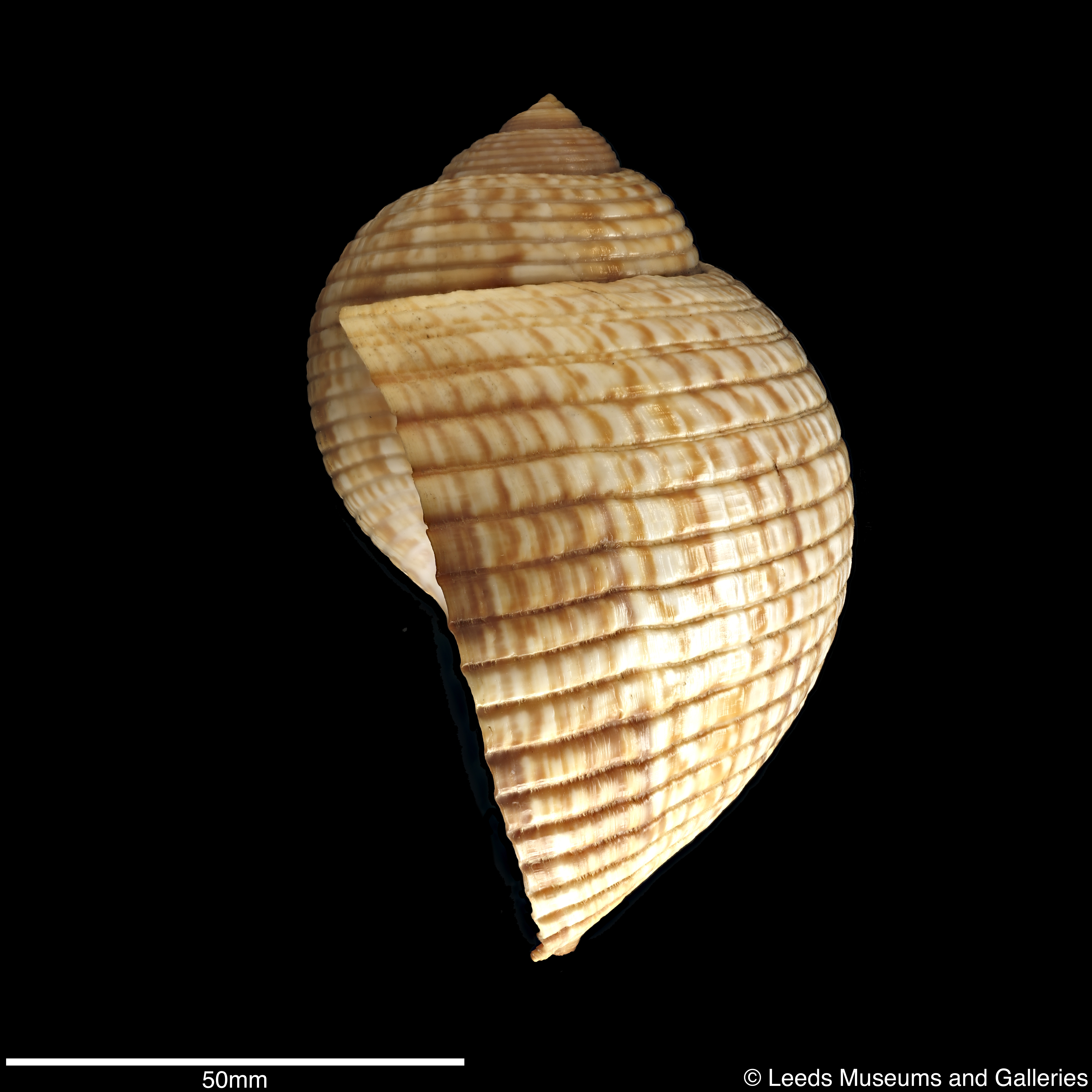 Colour photograph of a shell
