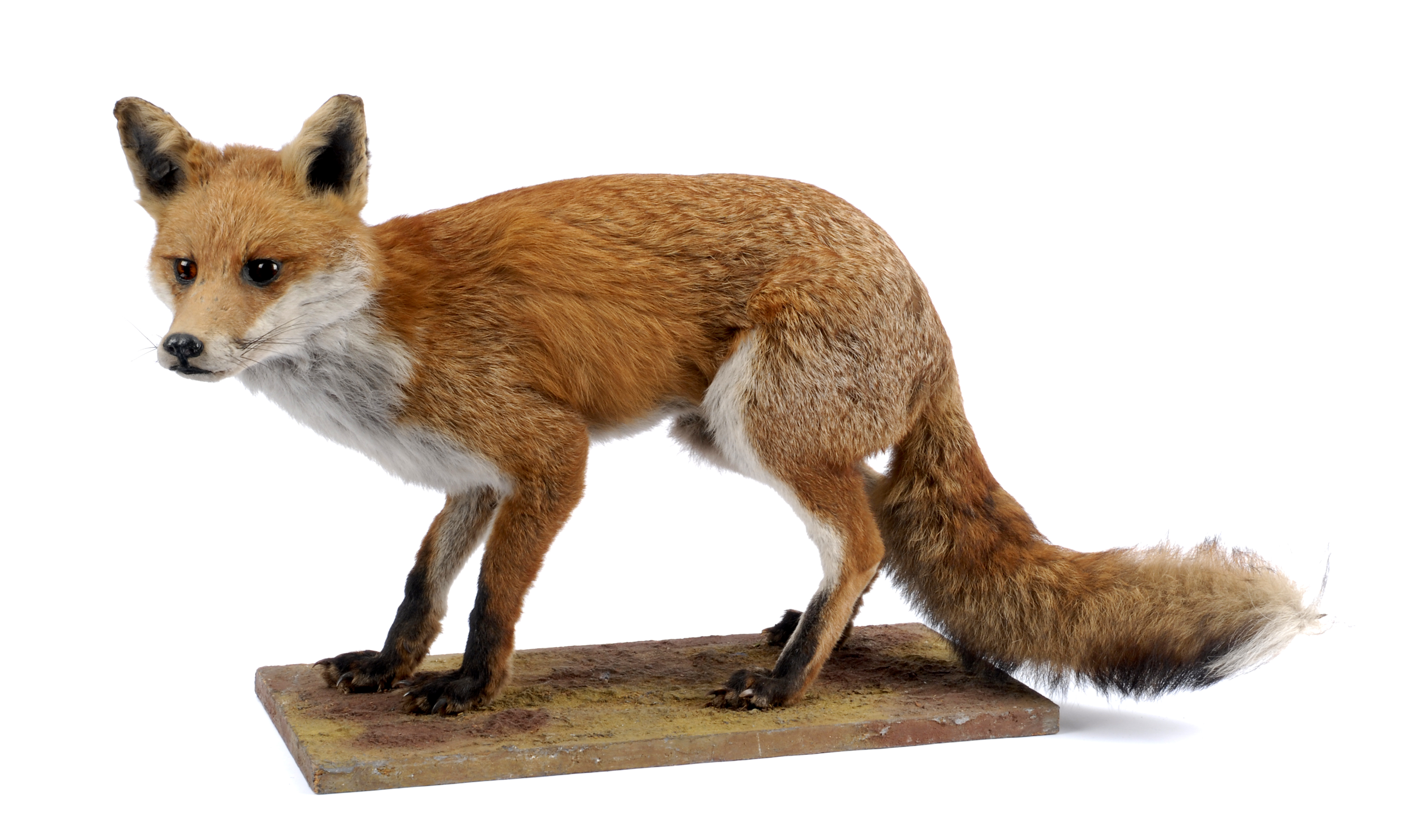 Photo of a taxidermied Red Fox standing on all fours
