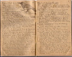 Double page spread with a pencil drawing of a bird and two pages of notes written in pencil