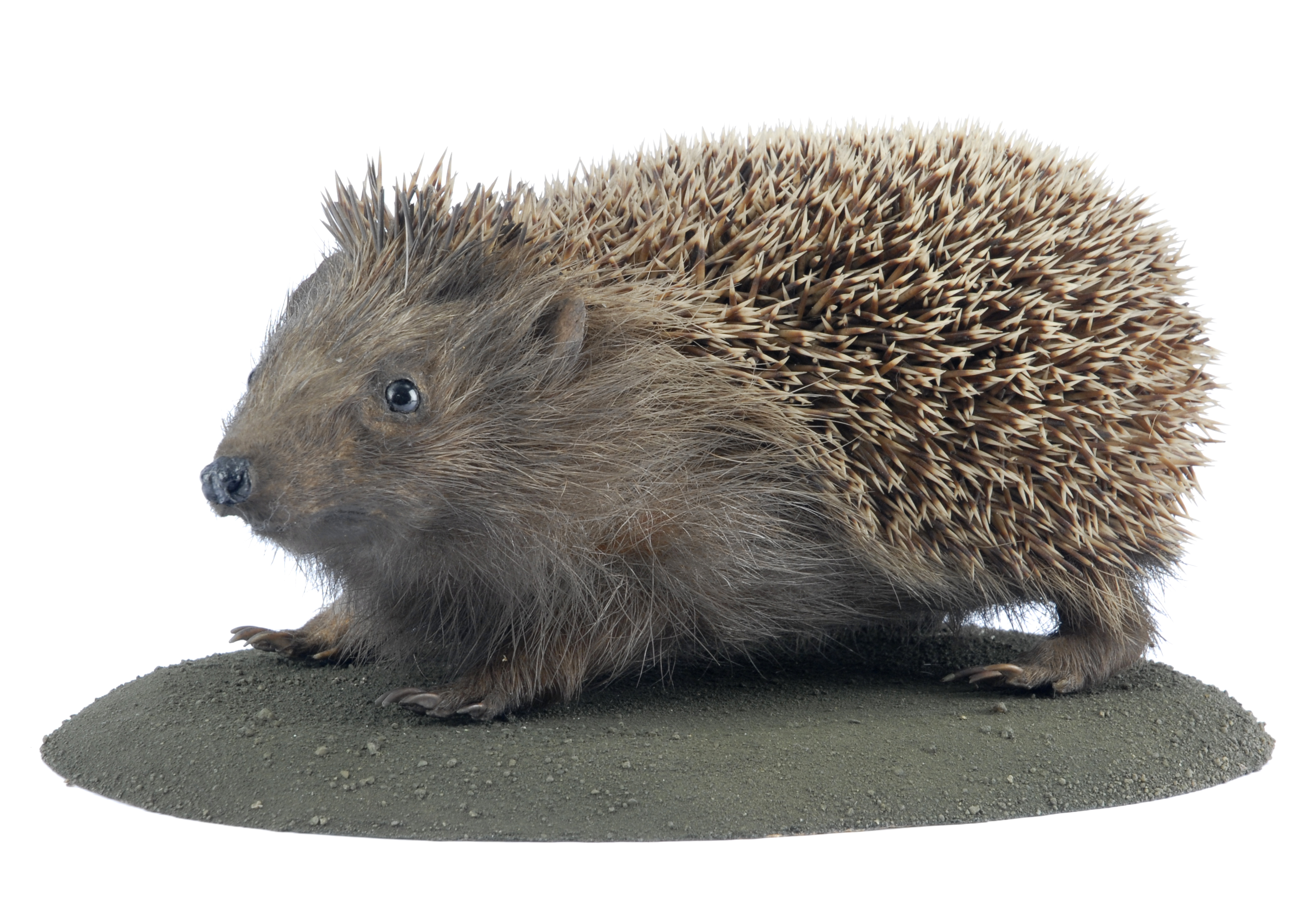 Photo of a taxidermied hedgehog standing up and looking slightly to left