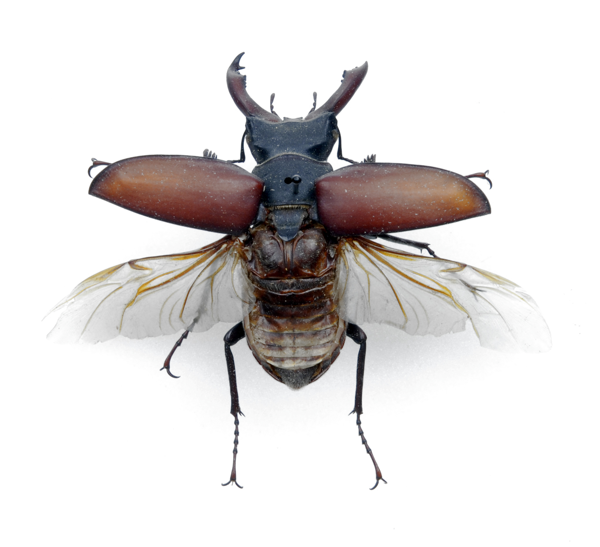 Aerial view photo of a stag beetle