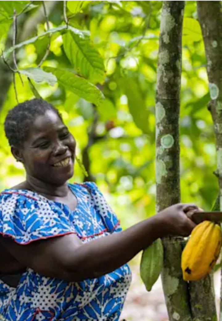 A woman in a blue patterned dress smiles while harvesting yellow cacao pods from a tree, surrounded by lush green foliage, conveying a sense of joy and nature.