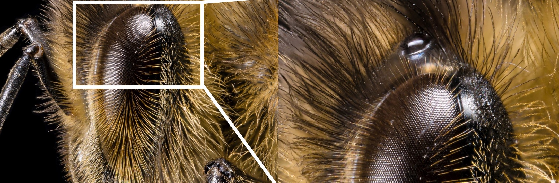 Close up photo of compound eye of Honey Bee (Apis mellifera)