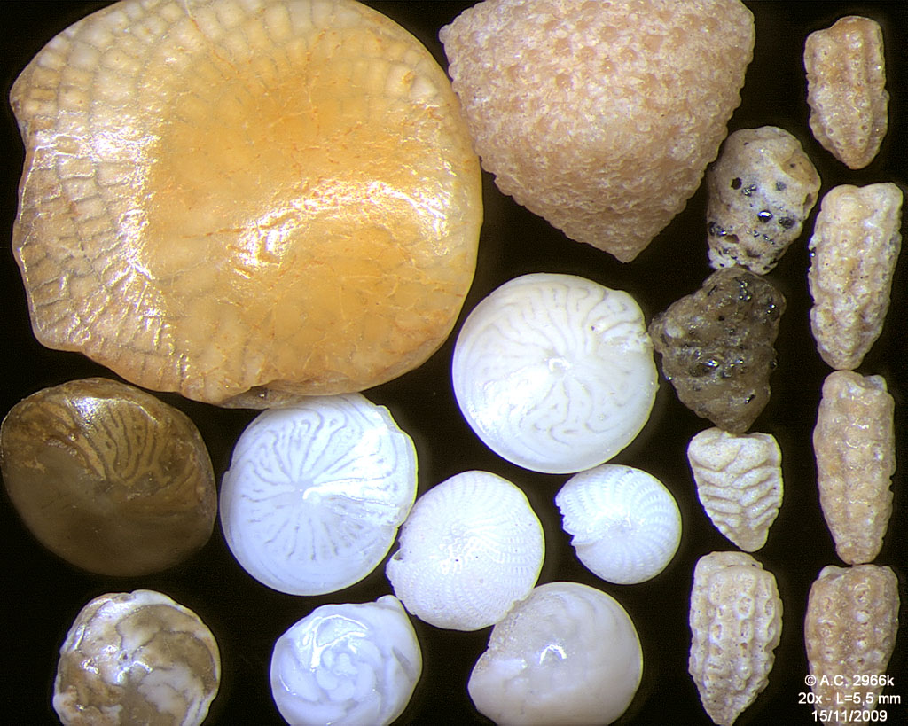 Colour photograph showing a range of white, orange and brown  shell like animals. Some of them have a glossy sheen from the cell membrane over the shell.