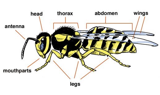 Insect body-plan