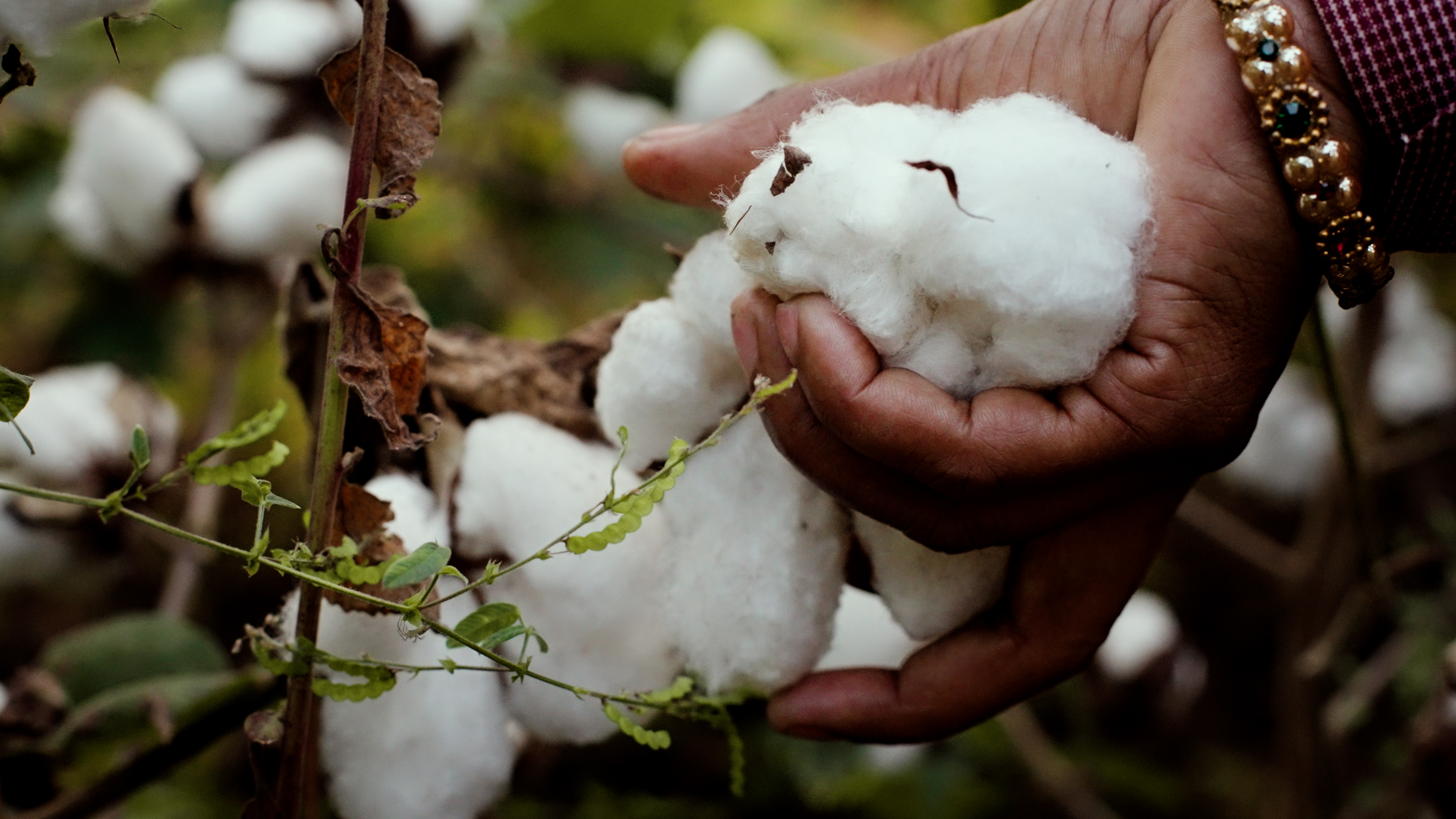 A hand gently holds fluffy white cotton bolls amidst green foliage.