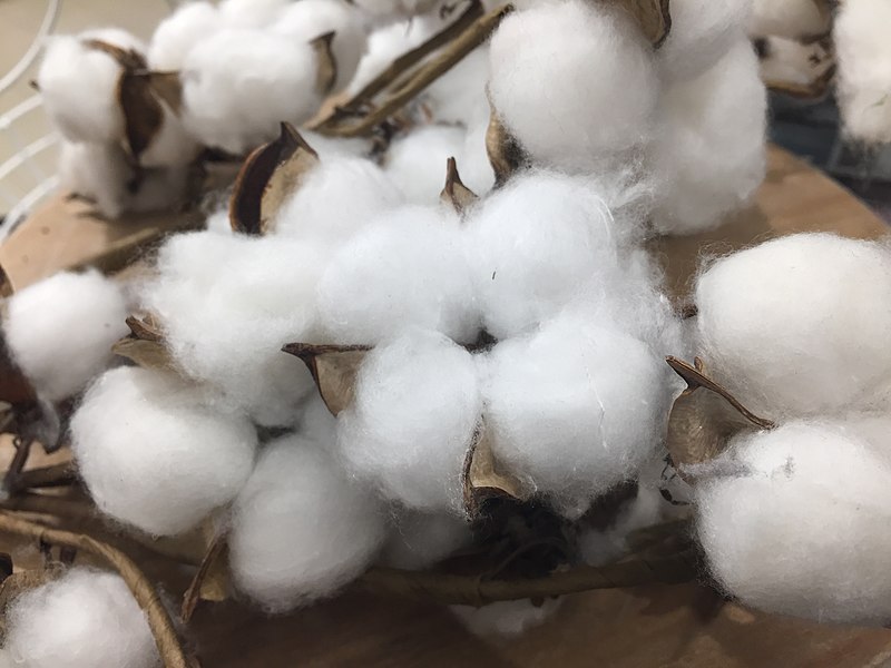 Raw cotton with seeds