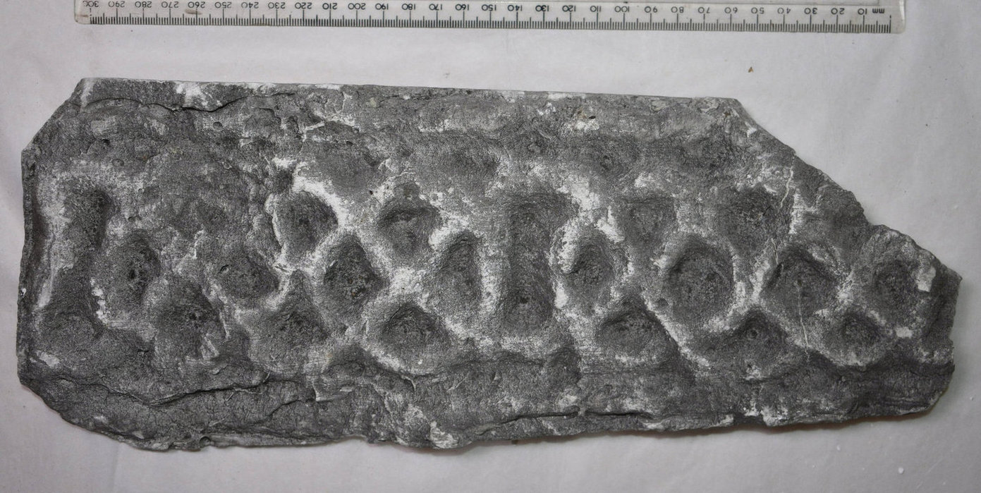 A rectangular cast stone slab featuring a pattern of raised, repeating oval shapes with subtle interlace detail, placed next to a ruler for scale on a white background.