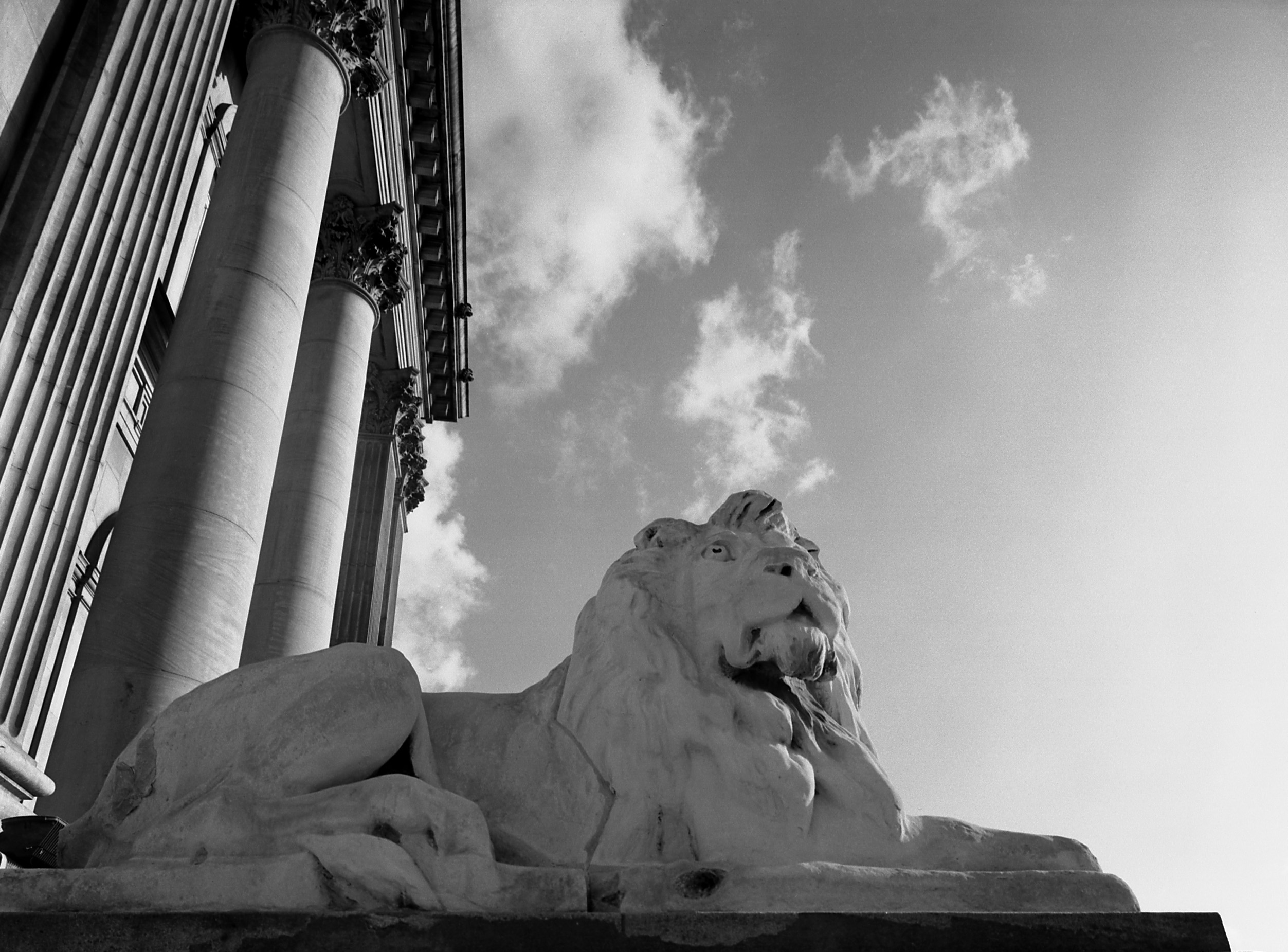 Black and white photograph of one of the large carved stone lions outside the town hall.  it is lying down.