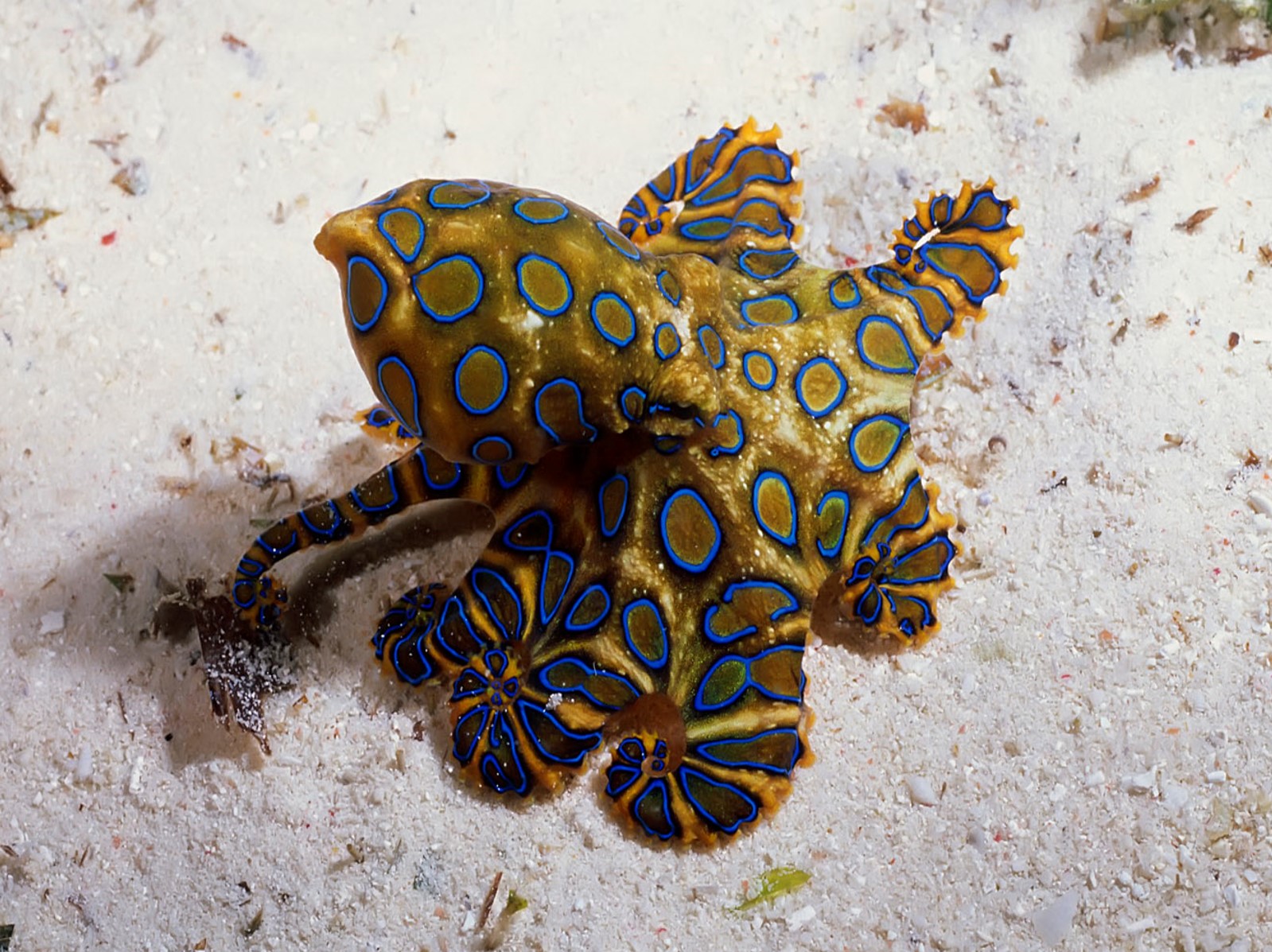 Blue-ringed Octopus