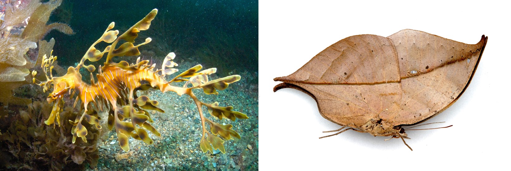 Leafy Seadragon and Kalima sp. Butterfly