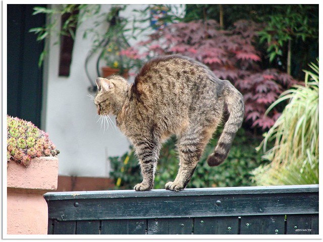 Cat Arching Back