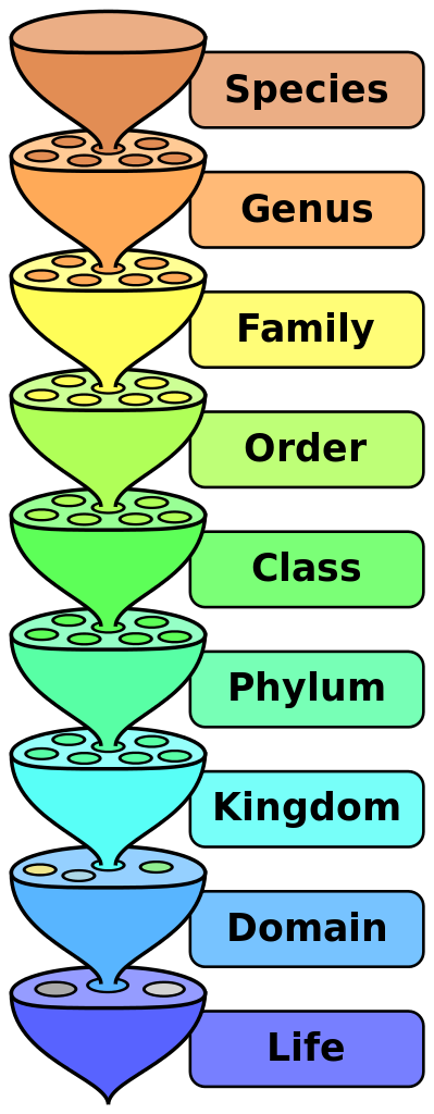 Linnaean system of classification