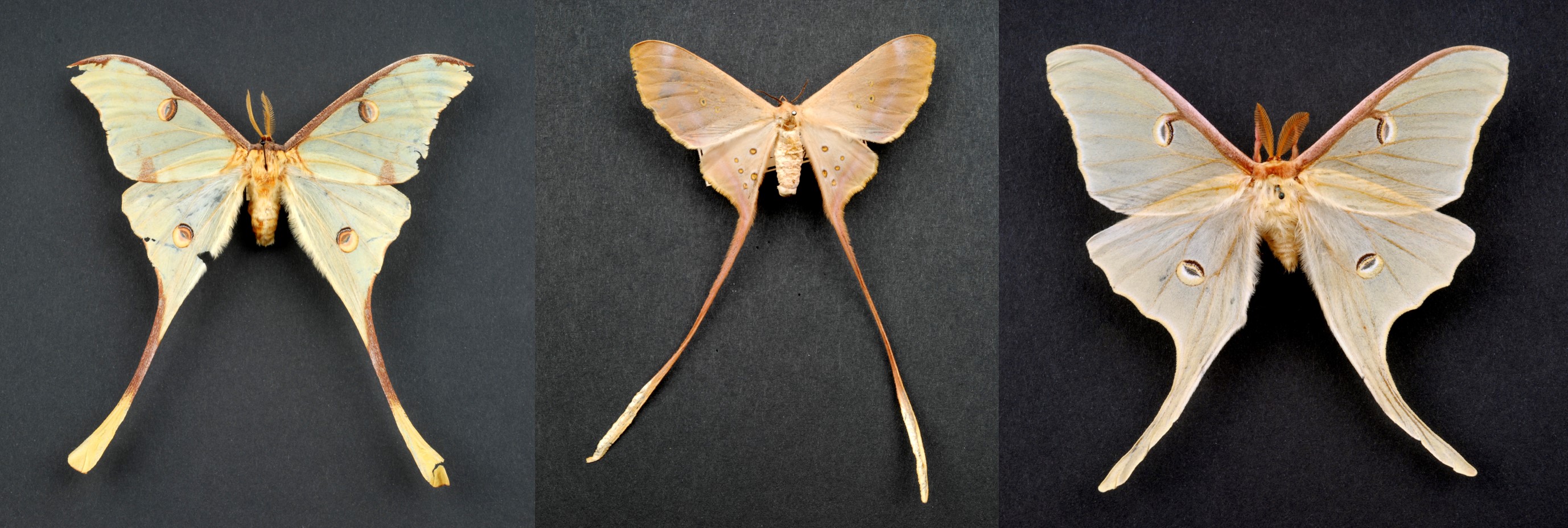 Colour photograph showing three different moths, all with long tails on the end of their wings