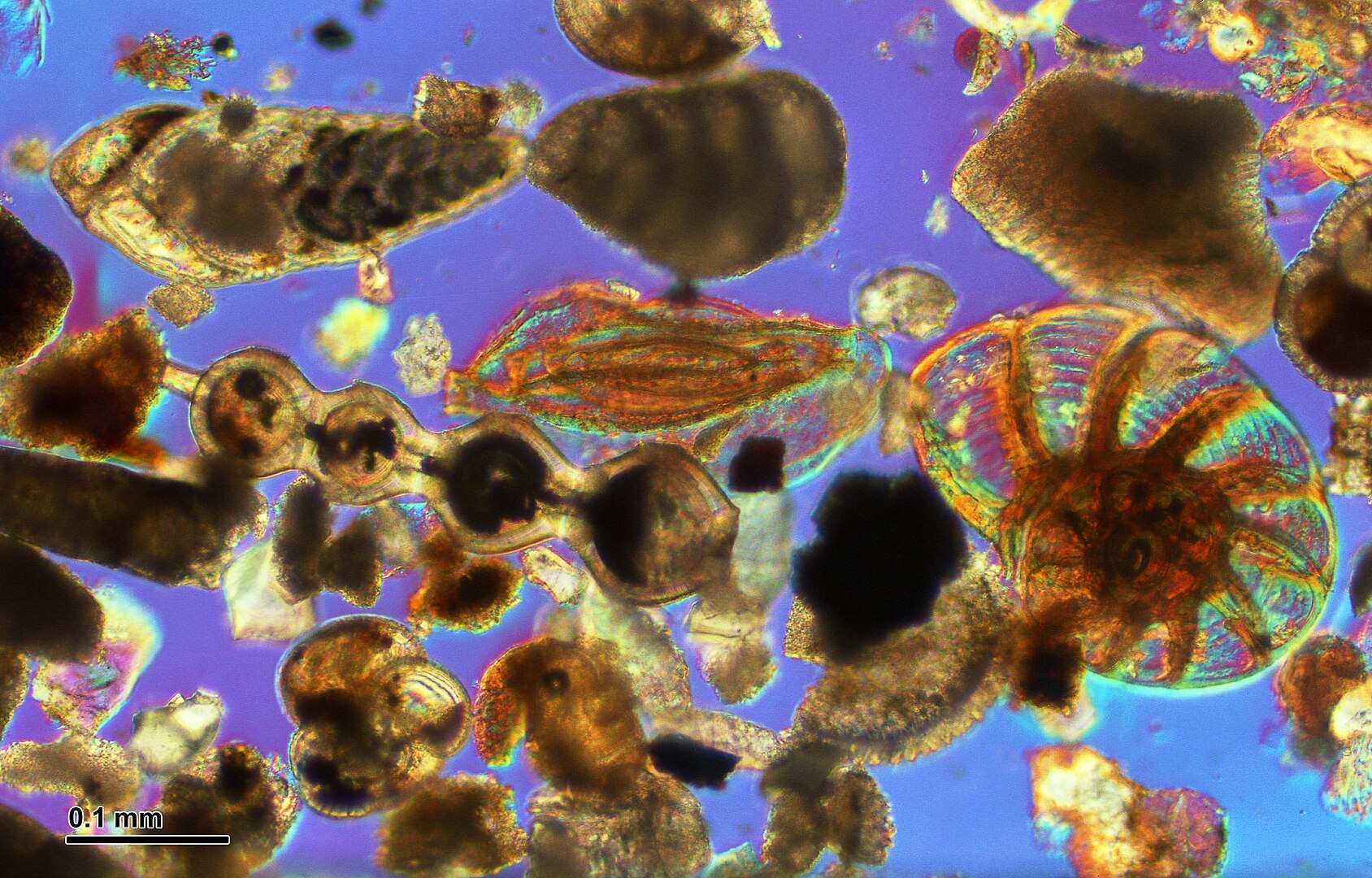 Colour photograph taken using a microscope. It shows different sized and shaped foraminifera, some of which are translucent and their chambers can be seen