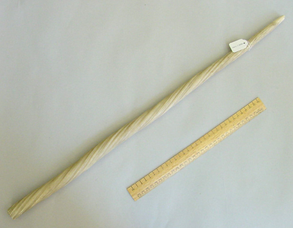 Colour photograph showing a straight long white pointed tooth.