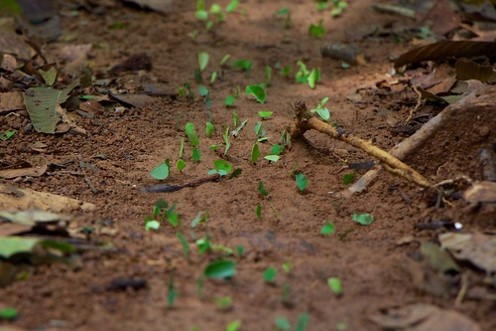 Trail of Leaf-Cutter Ants