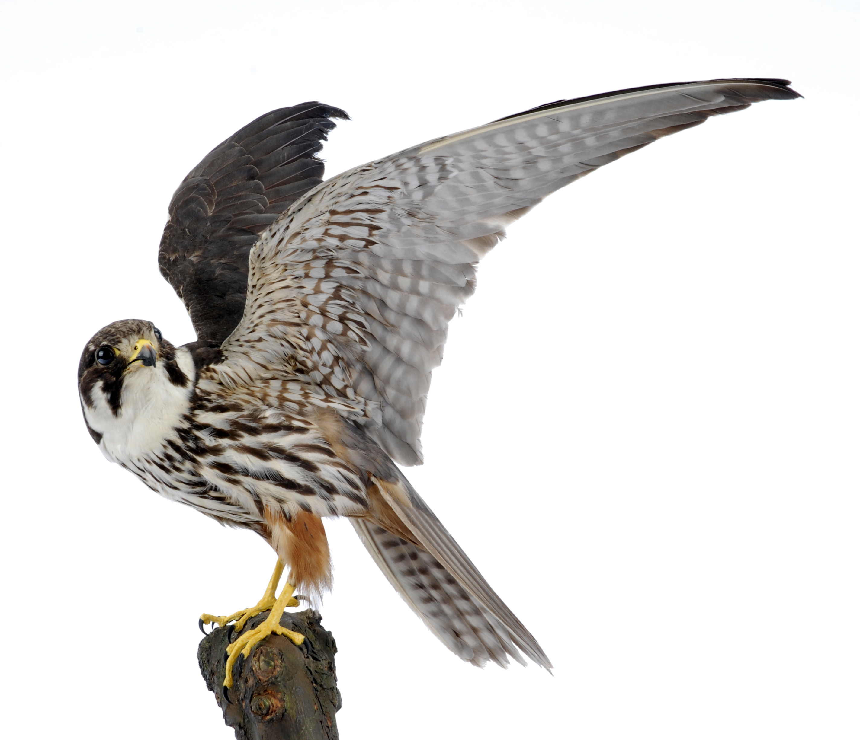 Colour photo of a peregrine falcon with its wings spread