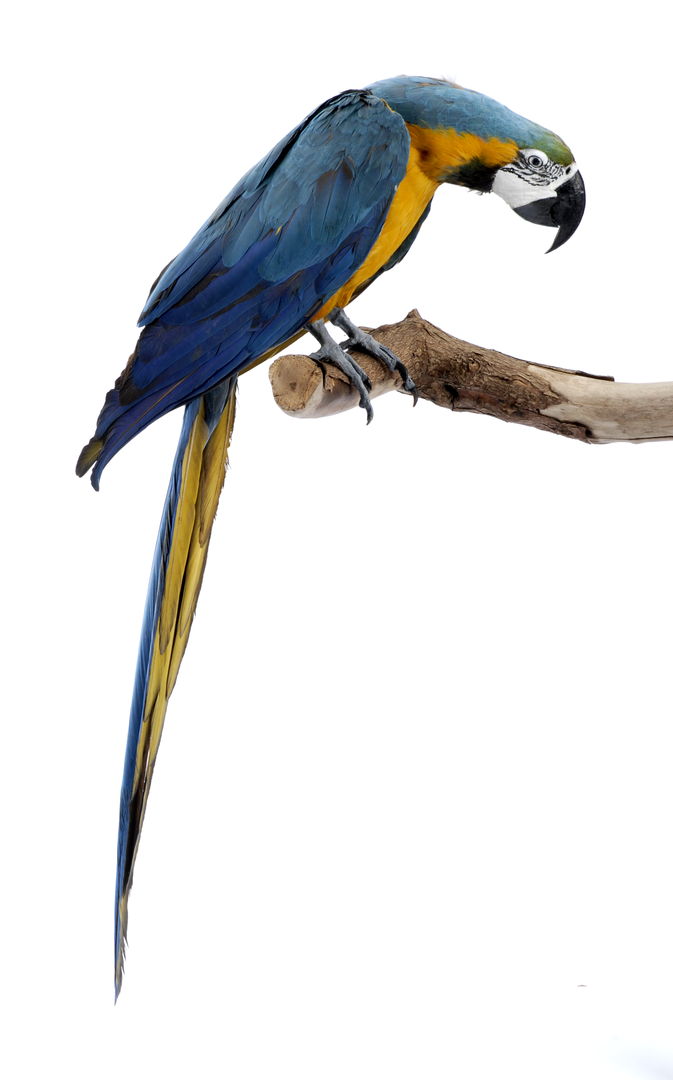 Blue-and-Yellow Macaw