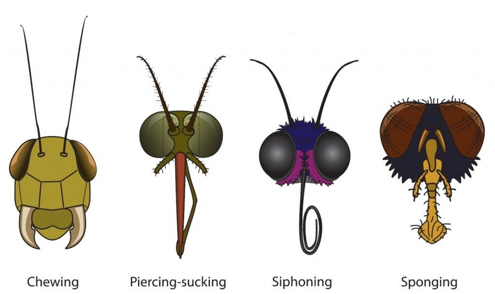 Insect Mouths