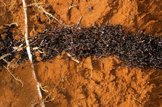 Colour photograph showing a thick line of ants moving across the ground. There are so many ants that you cannot distinguish one  from another.