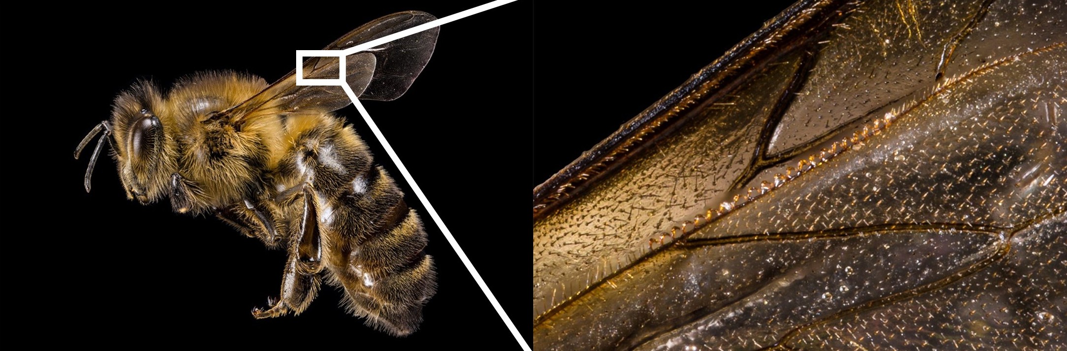 Close up photo of wing of a Honey Bee (Apis mellifera)