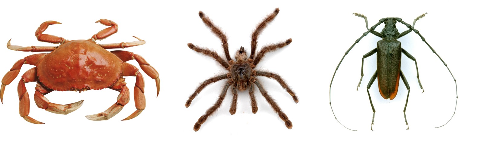 Arthropod Legs Comparison