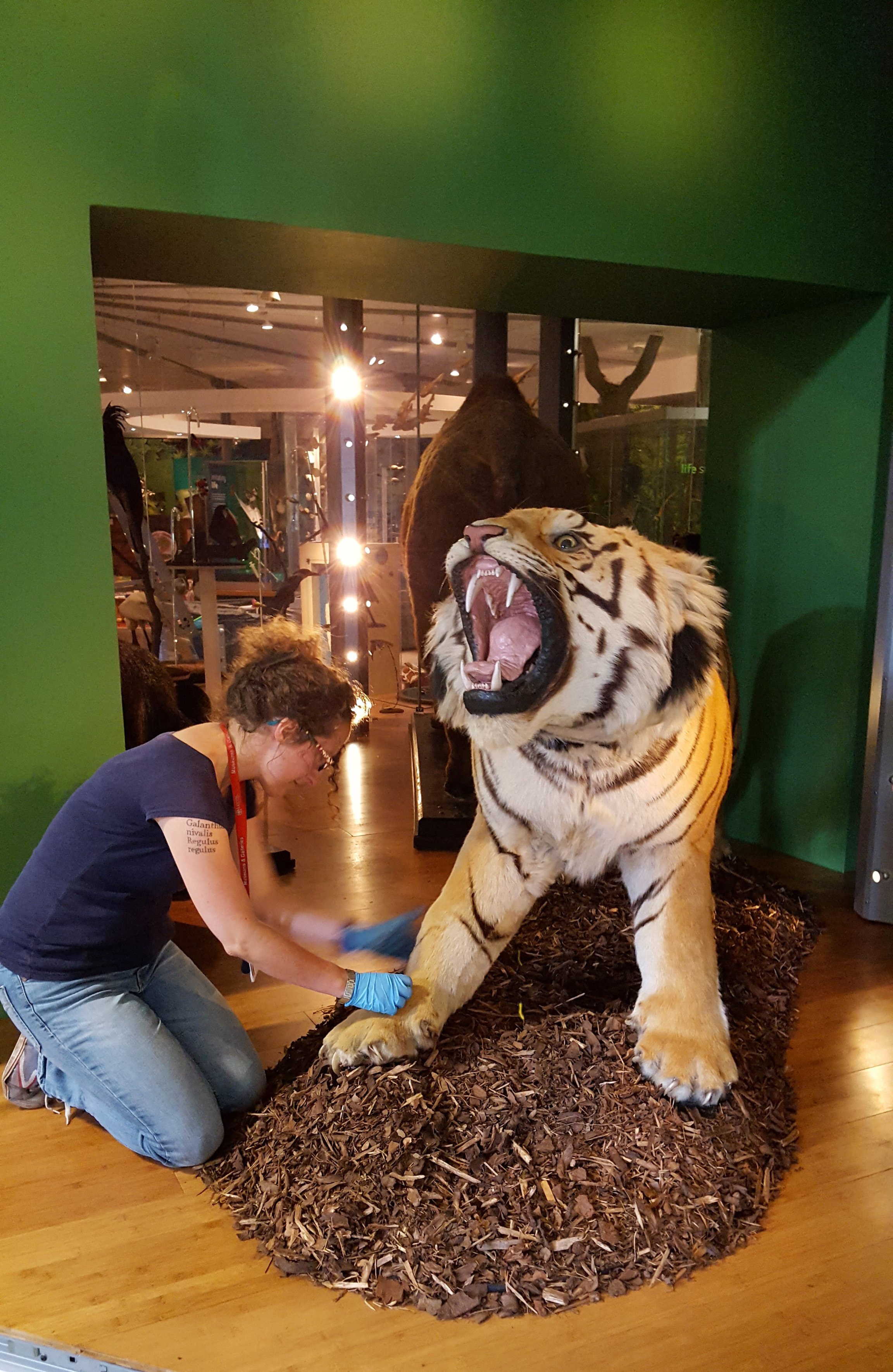 A curator is cleaning the leg of a taxidermy tiger specimen