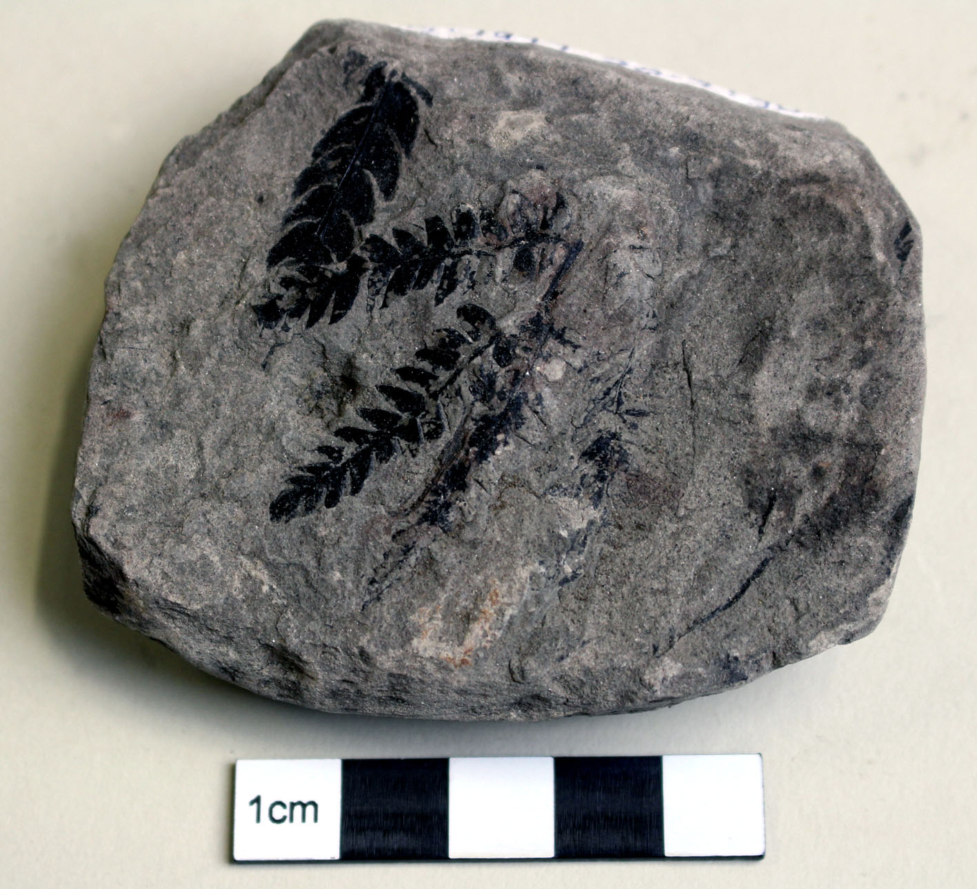 Photograph of a rock showing several fronds of fern fossilized on the surface