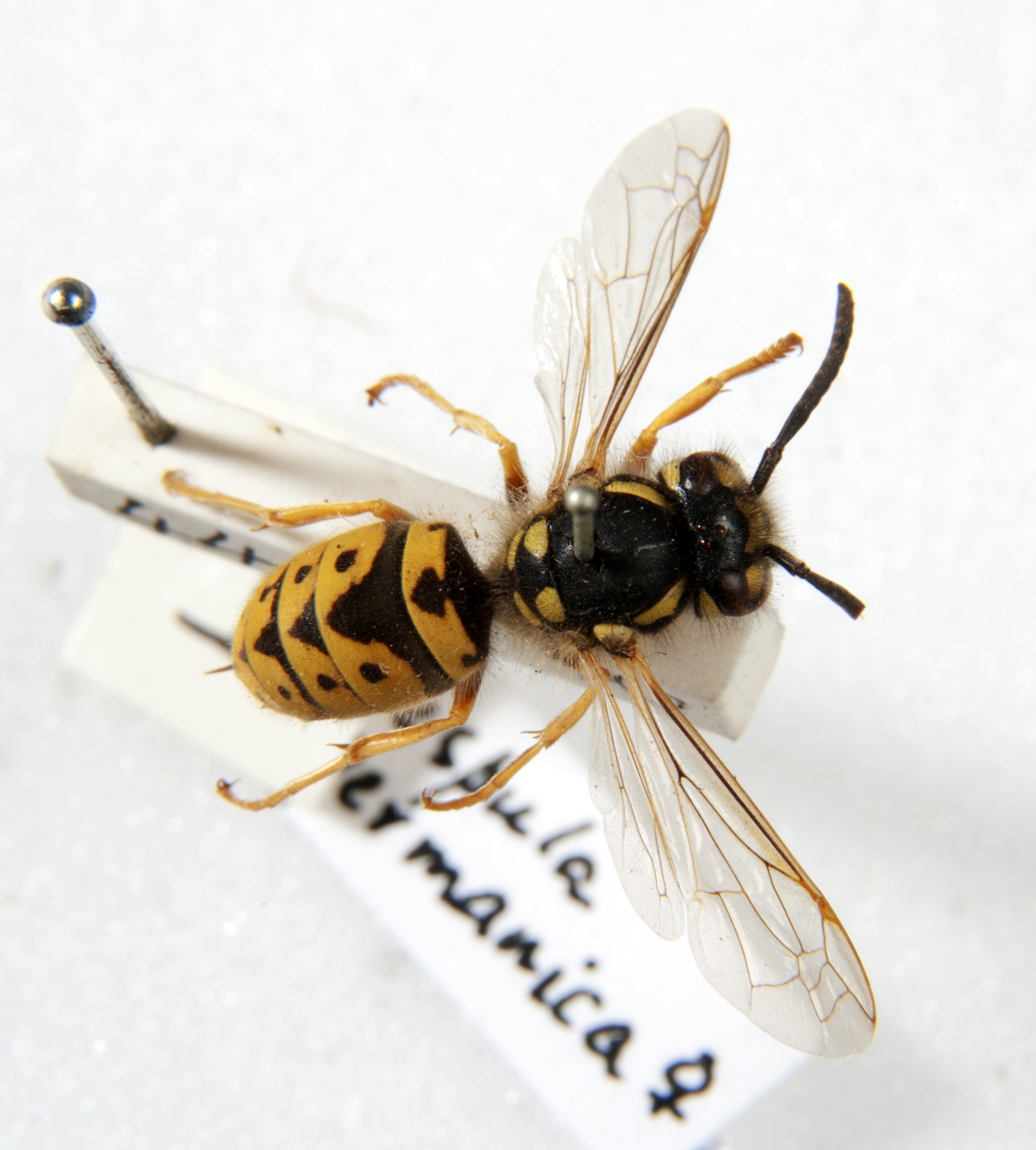 Colour photograph of a pinned wasp from museum collection