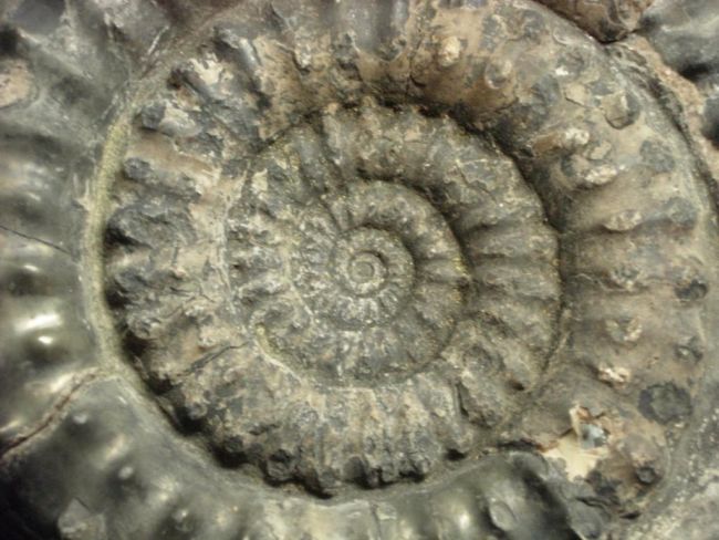 Close up of an amonite showing how it grows in a swirl patter with ridges